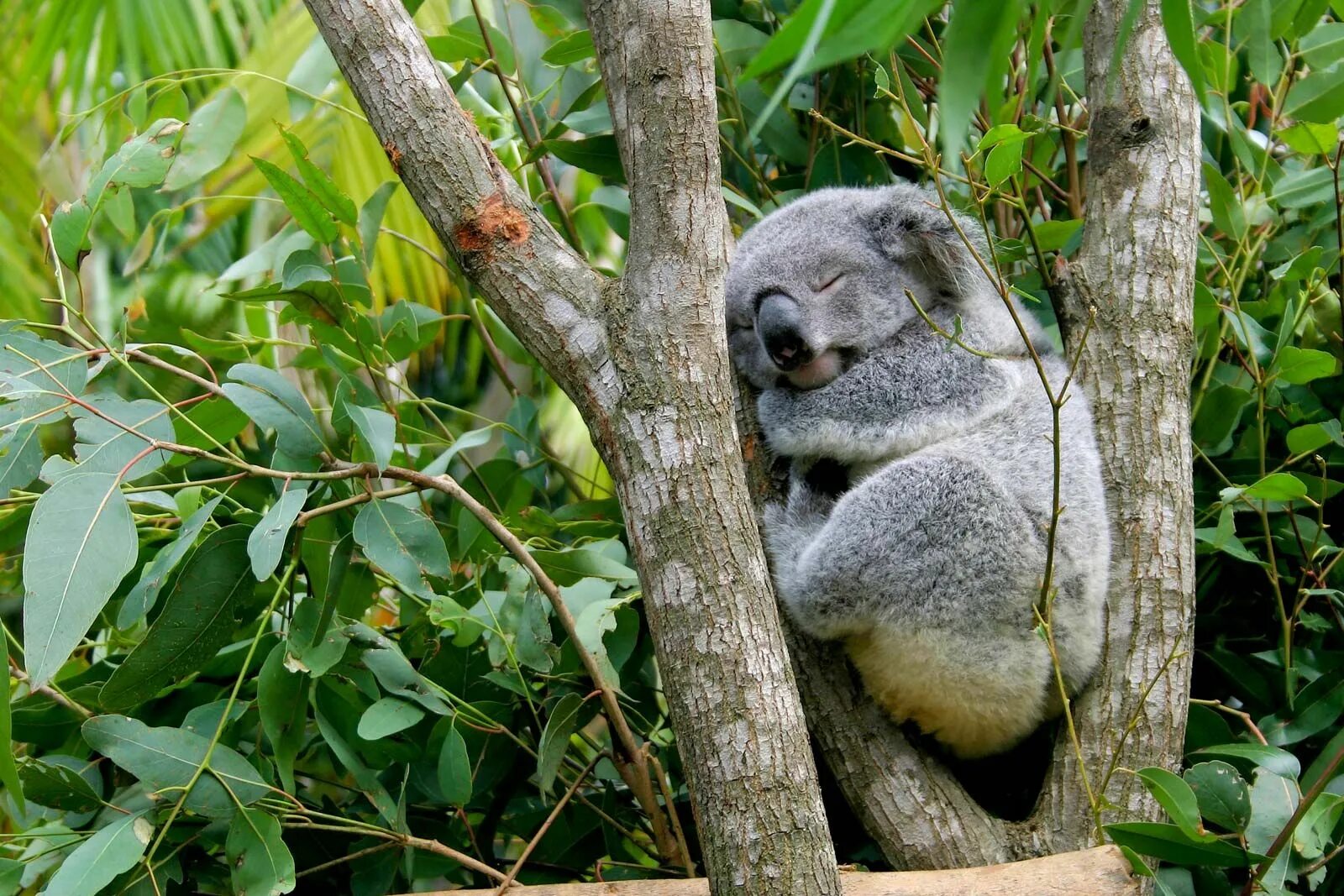 Коала. Коала в Австралии. Коала фуд. Тип развития коалы