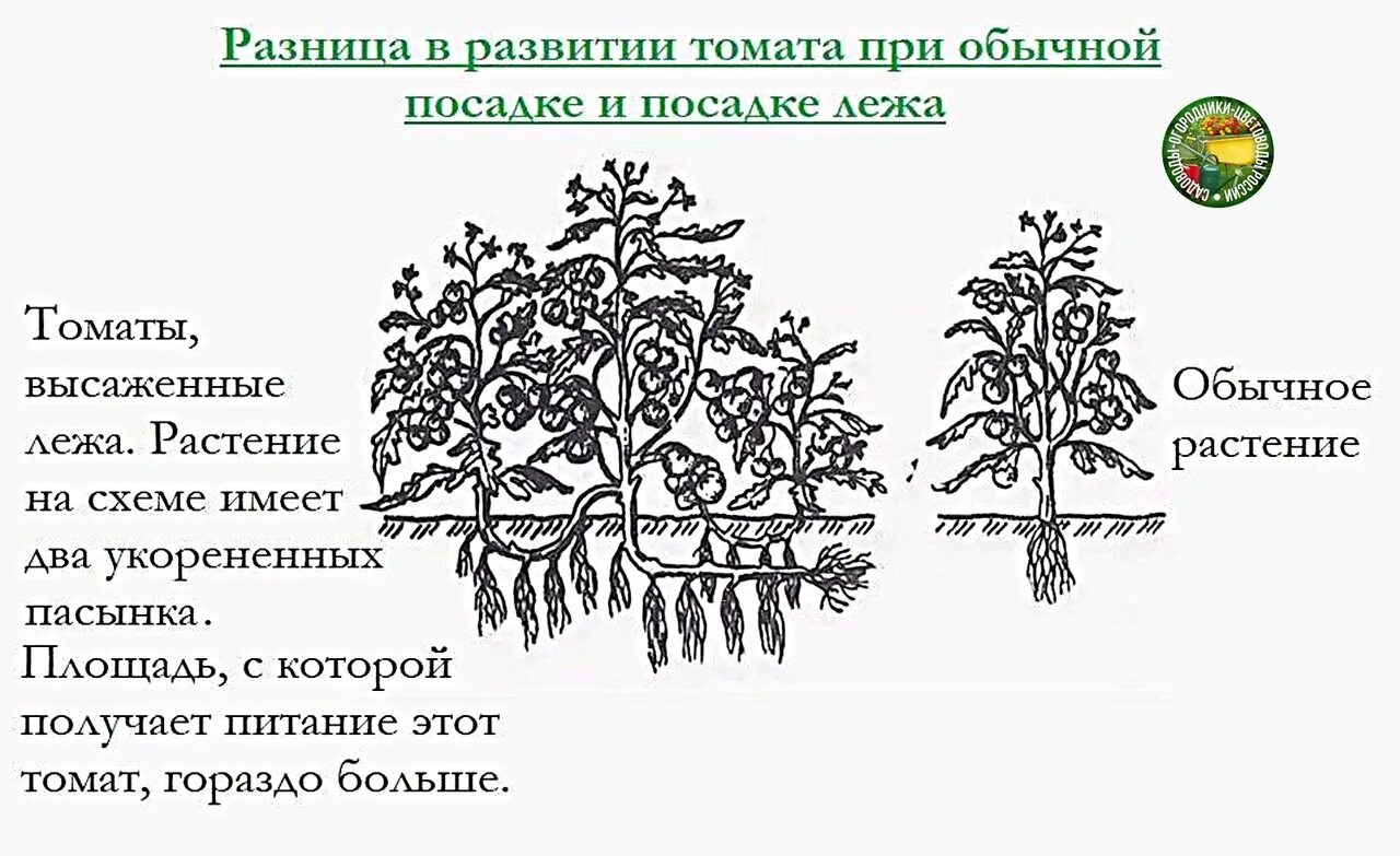 Не развивается корневая система у томатов. Схема посадки томатов на рассаду. Схема посадки томатов лежа. Высадка рассады томатов схема. Посадка помидор лежа схема.