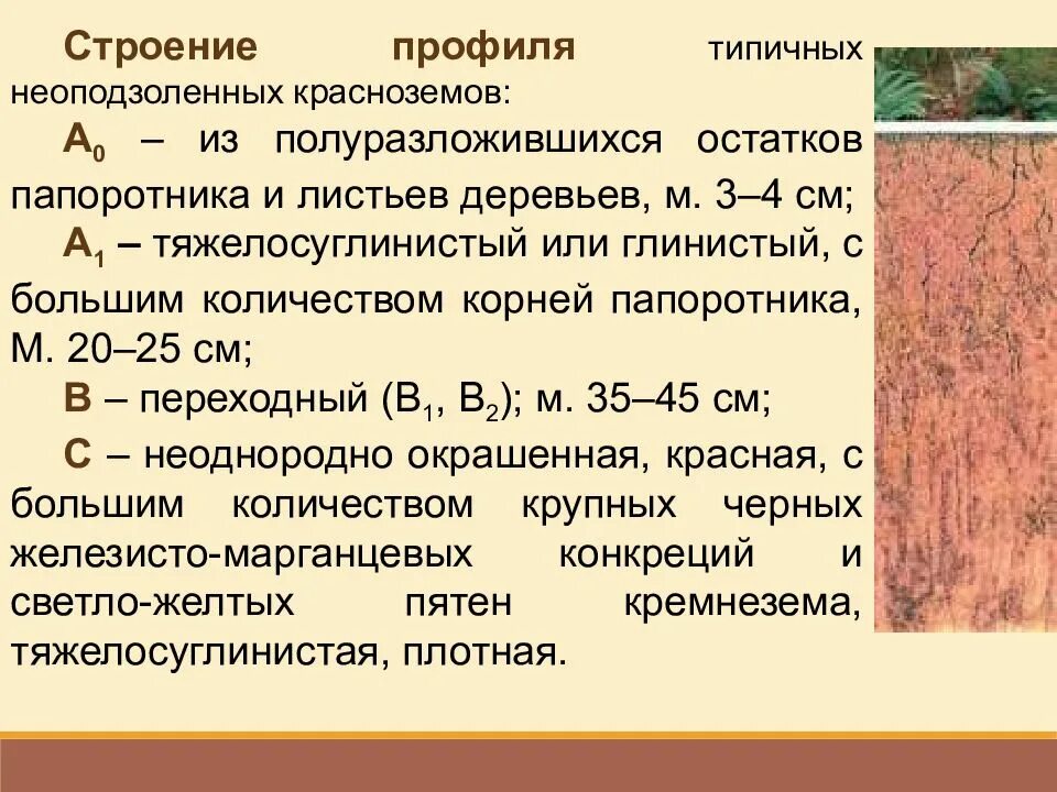 Какие почвы в субтропиках. Красноземы и желтоземы профиль. Желтоземы профиль почвы. Почвенный профиль красноземов. Профиль краснозёмов и желтозёмов строение.