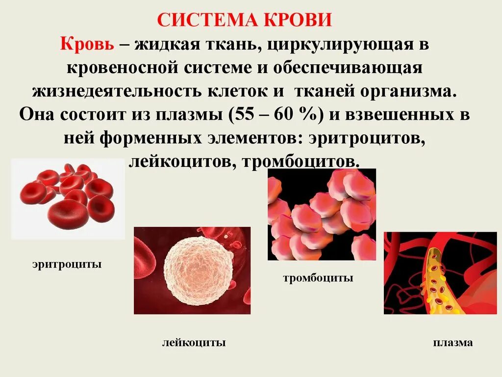 Кис крови. Понятие о системе крови. Кровь - жидкая ткань организма. Функции, состав крови.. Система крови состав и функции. Система крови физиология.