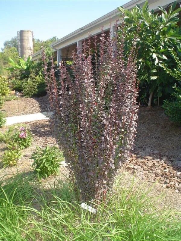 барбарис тунберга helmond pillar. барбарис тунберга хелмонд пилар. Berberis thunbergii helmond pillar барбарис тунберга хелмонд пиллар. хелдмат пи лар барбарис. барбарис тунберга хелмонд пиллар.
