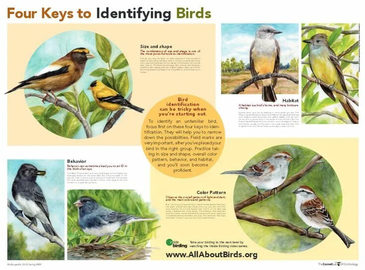 How many birds are there. About birds. information about birds.