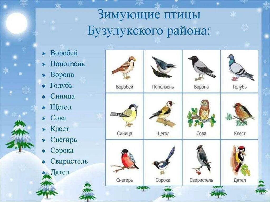 Названия зимующих. Зимующие птицы. зимние птицы названия. зимующие птицы названия. зимующие птицы для детей дошкольного возраста.