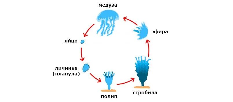 Цикл развития медузы. Цикл сцифоидных медуз. Стадии развития сцифоидных медуз. Стадии цикла развития медузы.