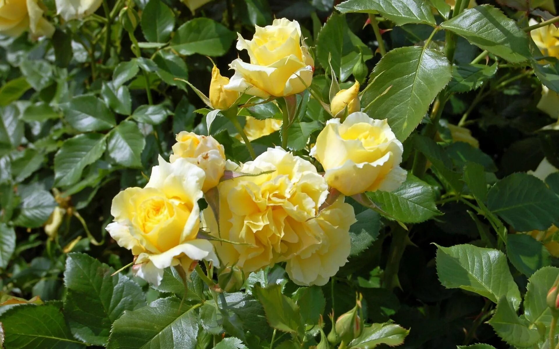 Куст желтой розы. Куст желтой розы. Куст желтой розы. Шиповник желтый ксантина. Флорибунда чайна герл.