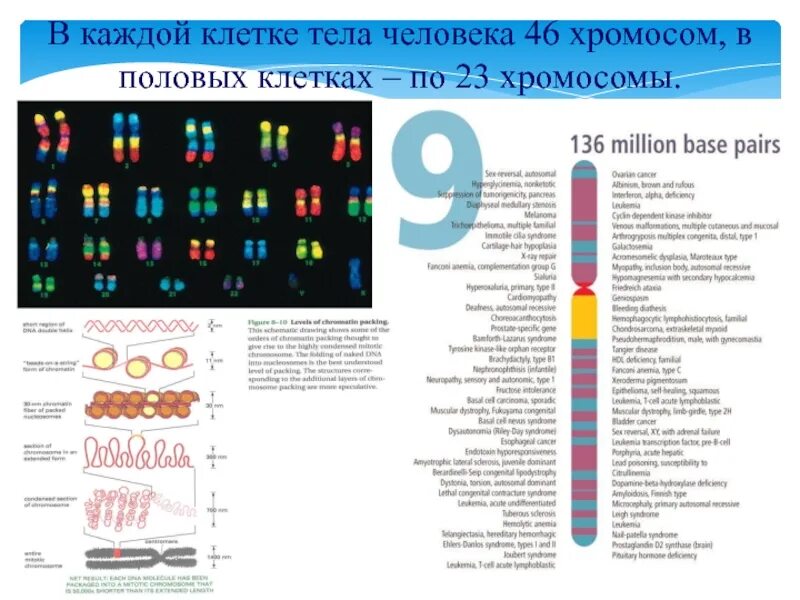 Мышечные клетки человека содержится хромосом