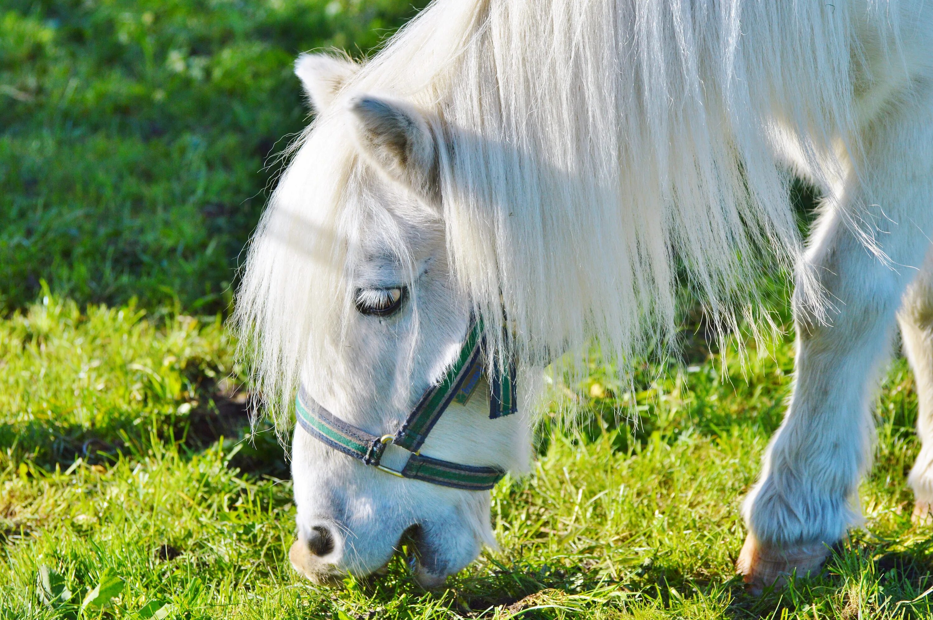 Лошадки настоящие. Жеребенок шотландского пони. Фалабелла пегая. Красивые лошади. Красивые пони лошади.