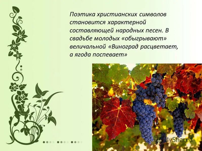 виноградина это растение. иван смирнов доклад гитарист российский. виноград песня текст. песня виноград расцветает.