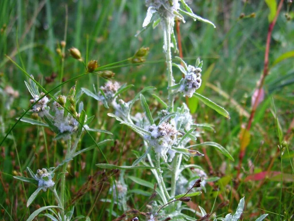 Сушеница болотная. Сушеница топяная (Gnaphalium uliginosum). Сушеница топяная (Болотная). Сушеница топяная, сушеница Болотная. Сушеница ГФ.