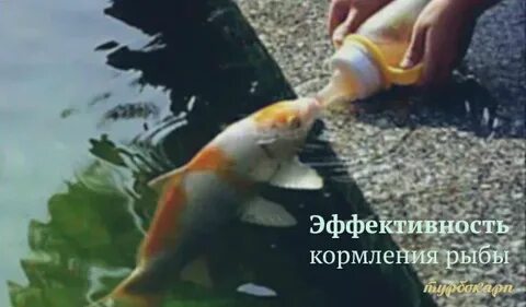 Время кормить рыбу