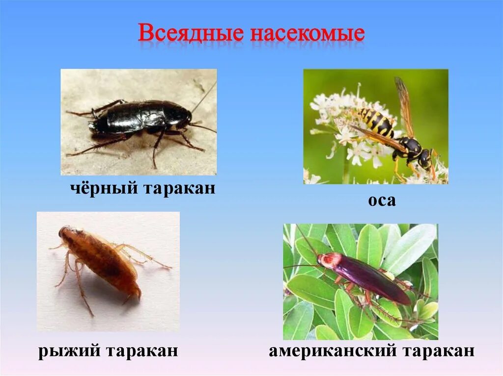Какие насекомые есть примеры Полезные насекомые для человека