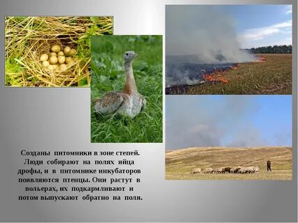 Окружающий мир 4 класс жизнь в степи