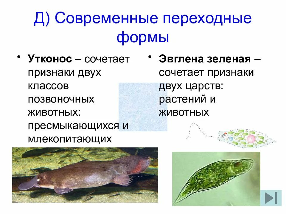 Современные переходные формы животных. Переходные формы. Укажите переходные формы. Какие организмы являются переходными формами. Переходные формы животных.