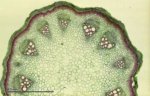 Plant stem