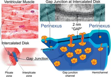 The Cardiac Gap Junction has Discrete Functions in Electrotonic and.