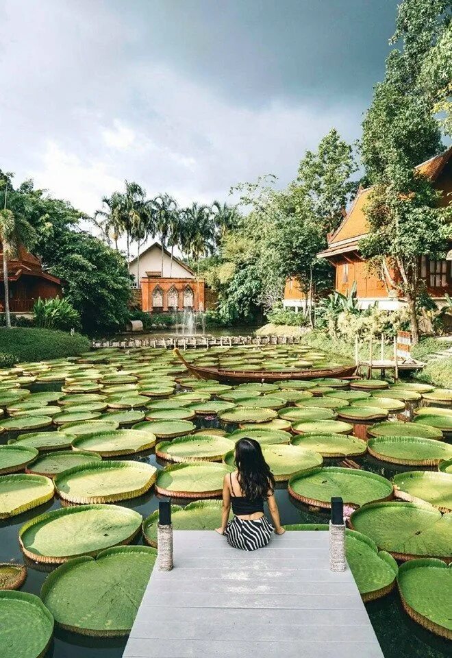 Doo bua cafe. Кафе с кувшинками пхукет. ресторана ma doo bua phuket. кафе с лилиями пхукет. кафе с лотосами пхукет.