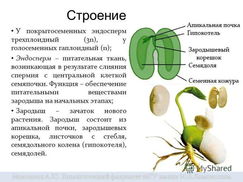 Эндосперм семени ели. Эндосперма семян растений. Семя с зародышем Покрытосеменные. Эндосперм цветковых. Гаплоидный эндосперм у голосеменных.