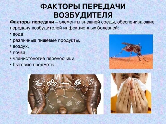 Основной фактор передачи возбудителя инфекции. Основные факторы передачи возбудителей паразитозов. факторы передачи возбудителя инфекции. членистоногие переносчики заболеваний. факторами передачи инфекции являются:.