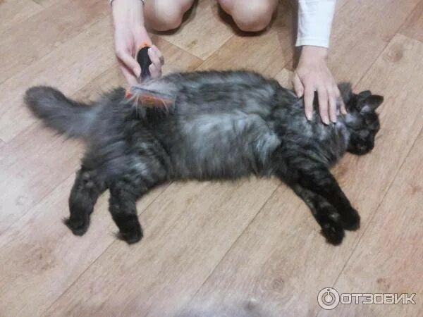 Кот линяет летом что делать. Кошка линяет. кошачья линька.