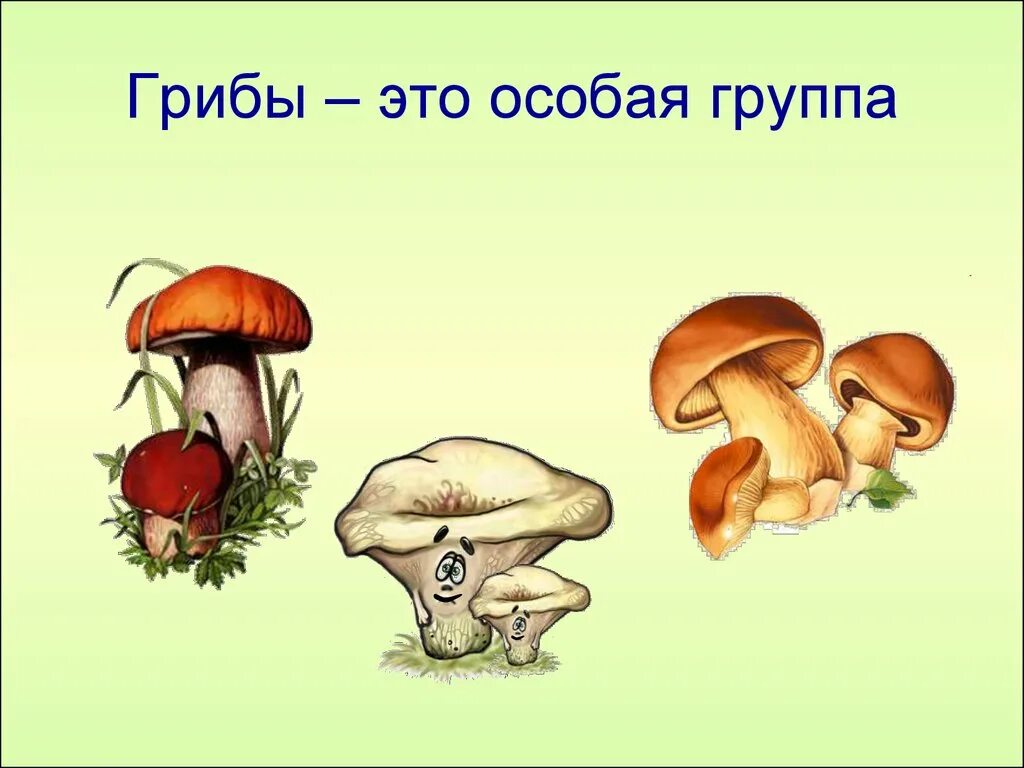 Слово гриб. Грибы презентация. Тема грибы по окружающему миру. Презентация по теме грибы. Грибы 2 класс окружающий мир.