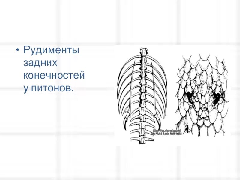 Рудимент у питона. Рудиментарные задние конечности питона. Рудименты задних конечностей у питона.