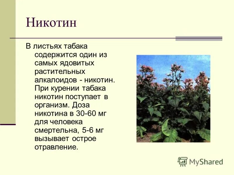 Листья какого растения содержат. Растительный никотин. растения в которых есть никотин. никотин листья. никотин в табачном листе.