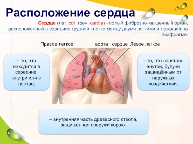 Правда посередине. По середине располагаются. По середине располагаются. По середине располагаются. Сердце человека расположено.