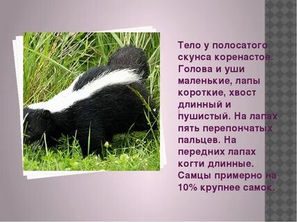 Где обитает скунс
