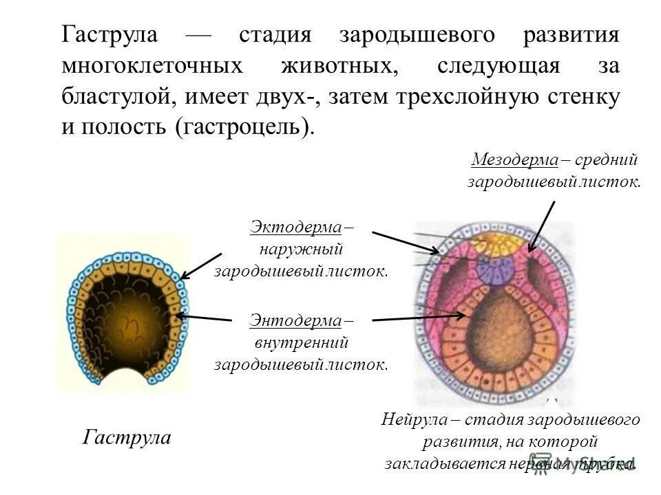 Стадия эмбрионального развития гаструла