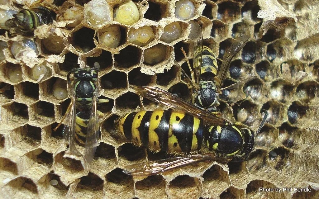 Как выглядит матка ос. Шершень матка королева. королевский шершень. vespula germanica. queen bee: queen wasp.