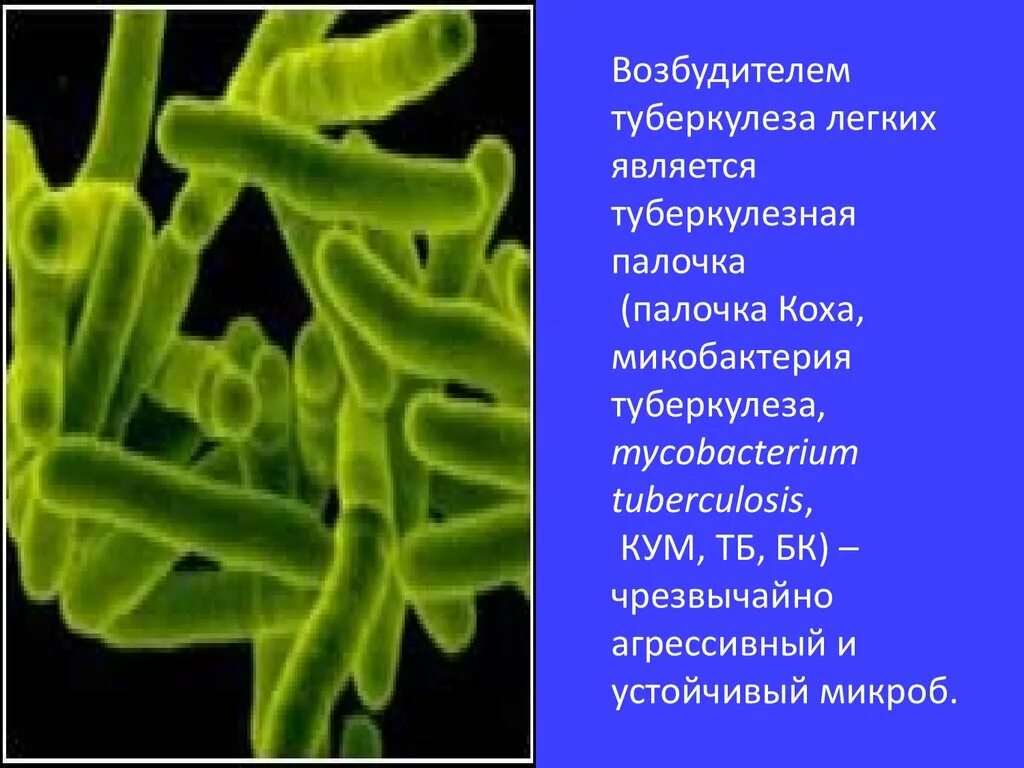 Заболевание туберкулез вызывают бактерии. Микобактерия палочки Коха. Палочка Коха Надцарство. Микобактерии возбудители туберкулеза. Палочка Коха возбудитель.