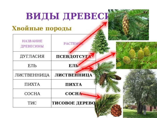 К хвойным породам относятся породы. Хвойные деревья названия. Хвойные породы деревьев. Деревья хвойных пород названия. Виды хвойных деревьев названия.