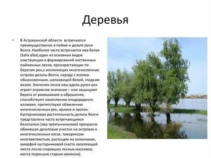 Сообщение про астраханская область