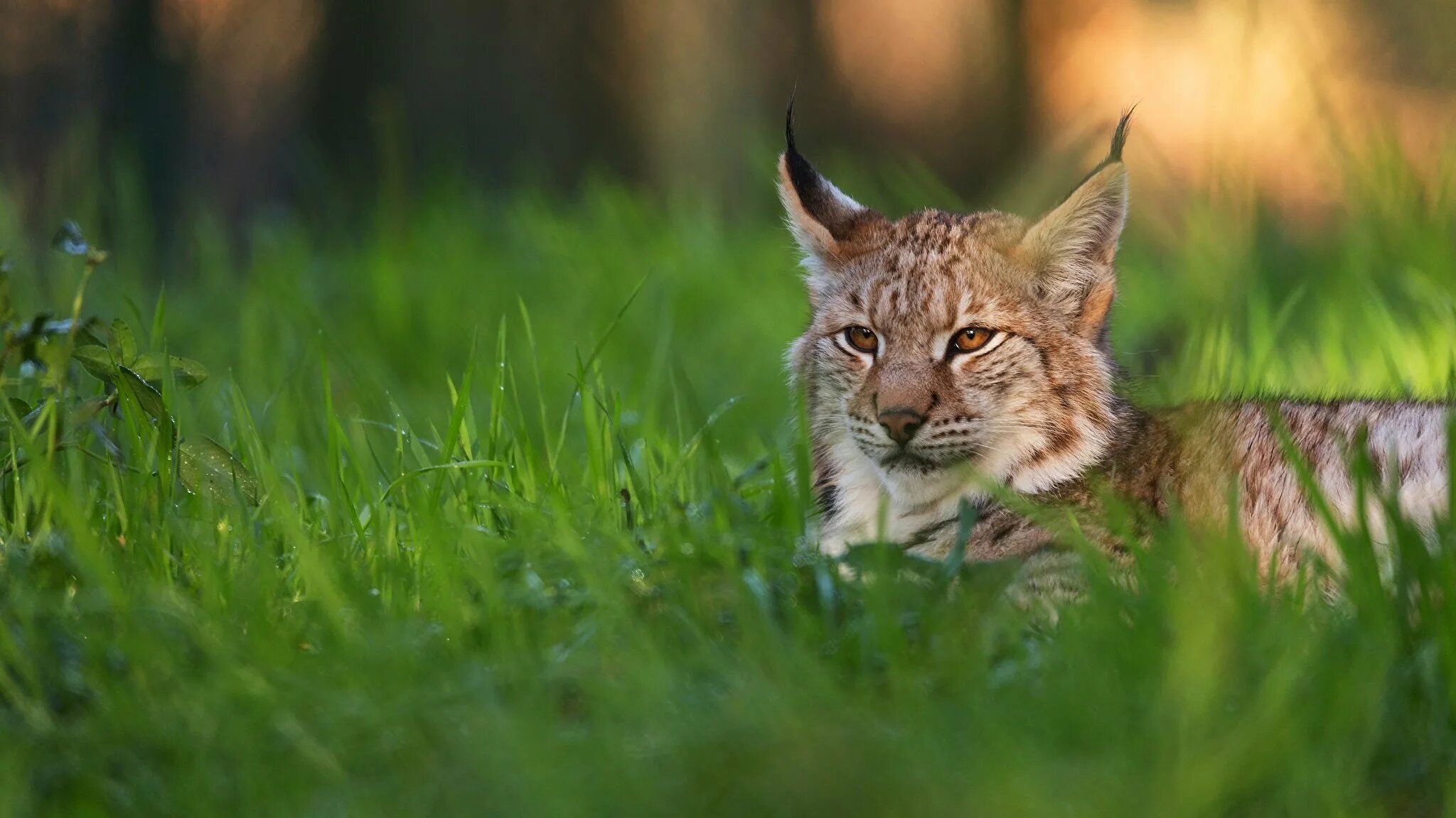 Беловежская пуща Рысь. Рысь Лесная кошка. Рысь в субтропиках. Lynx Lynx isabellinus. Фон рыси