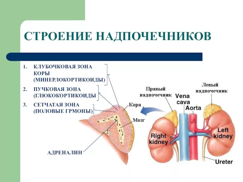 Надпочечники железа строение. Надпочечники строение и функции. Гормоны коркового слоя надпочечников. Надпочечники анатомия функции.