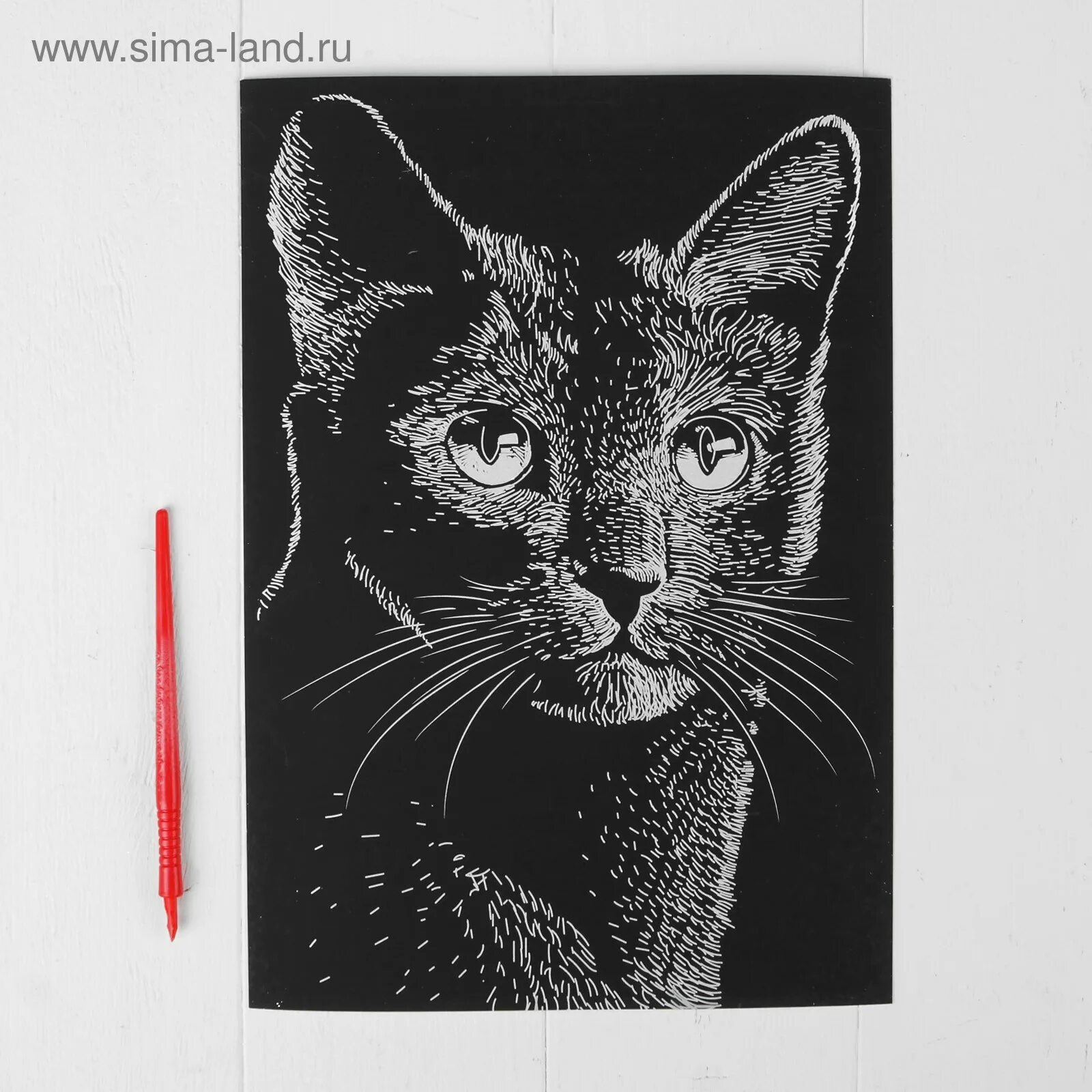 Кот гравюра. Кот нарисован гравюра. Гравюра котенок. Гравюра котенок. Средневековые гравюры коты.