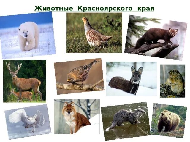 Животные красной книги красноярского края. Красная книга животных красноярского края. Животные красной книги красноярского края список. Животное красной книги красноярского края. Животные красной книги красноясрк.