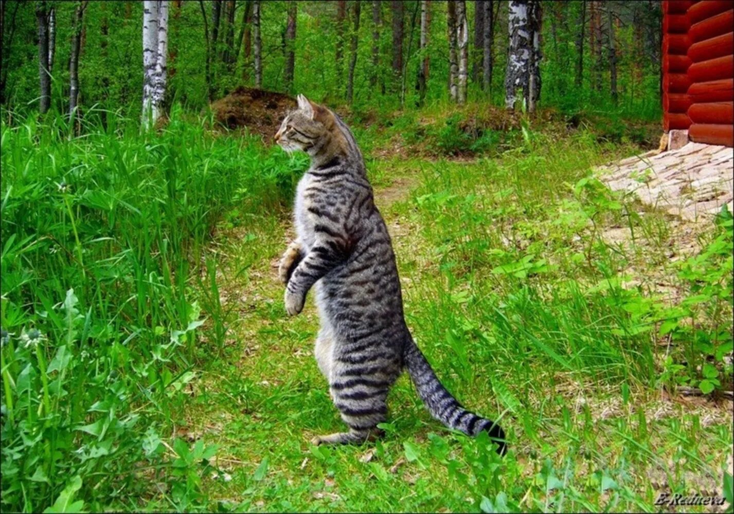Кот стоит спиной. Котик стоит на задних лапах. кот стоит. кот в огороде. стоячий кот.