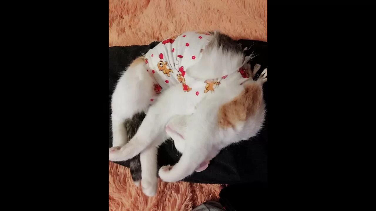1 течка у кошек. 1 течка у кошек