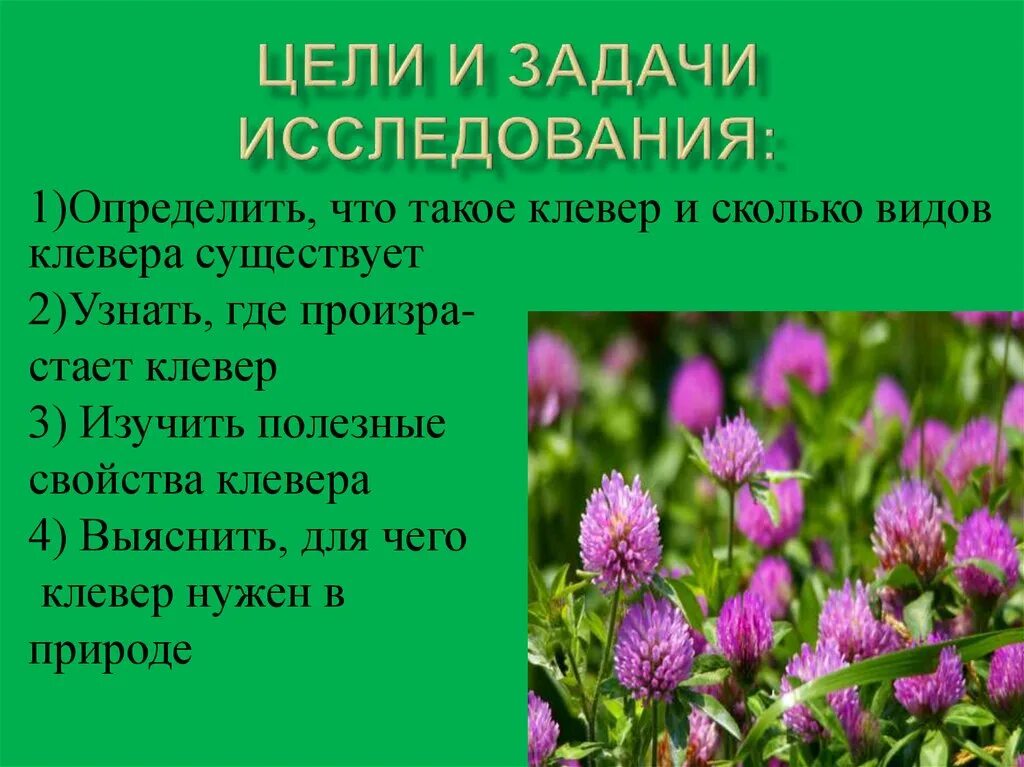 Клевер луговой польза. Клевер Луговой растение. Клевер лекарственное растение. Клевер описание. Полезные качества клевера.