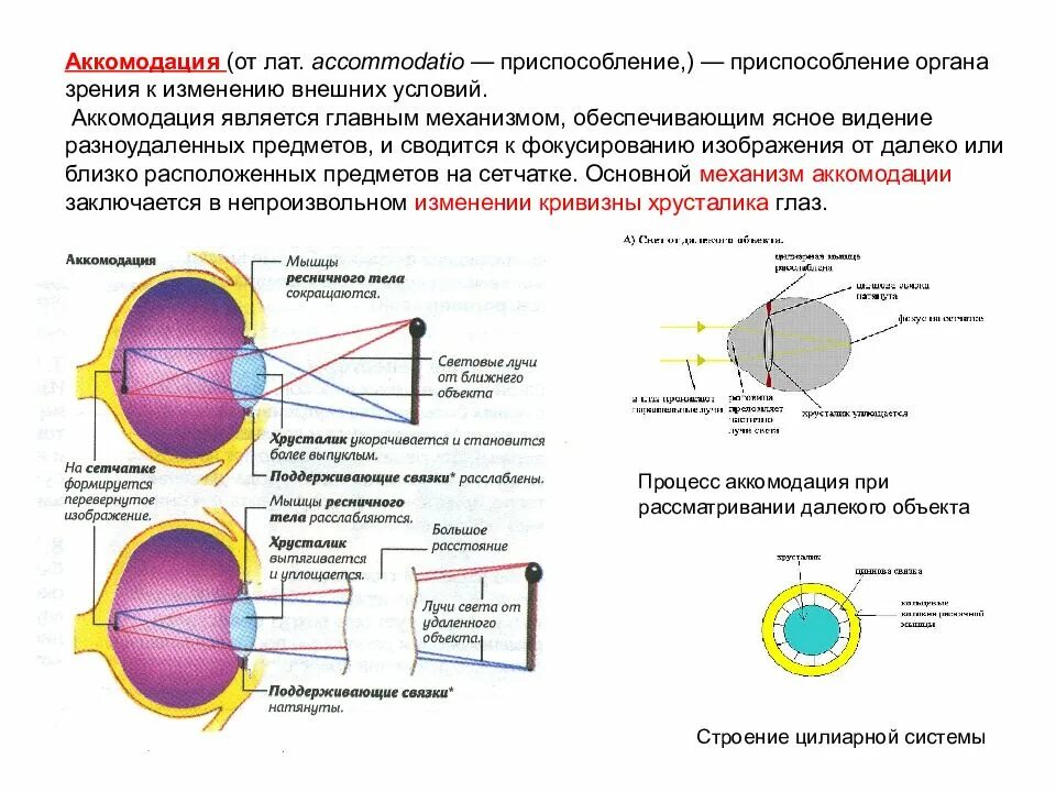 Аккомодация глаза. Механизмы аккомодации глаза. Аккомодация хрусталика физиология. Глаза хрусталик строение аккомодация. Механизм аккомодации хрусталика глаза. Механизм работы зрительного анализатора гигиена зрения