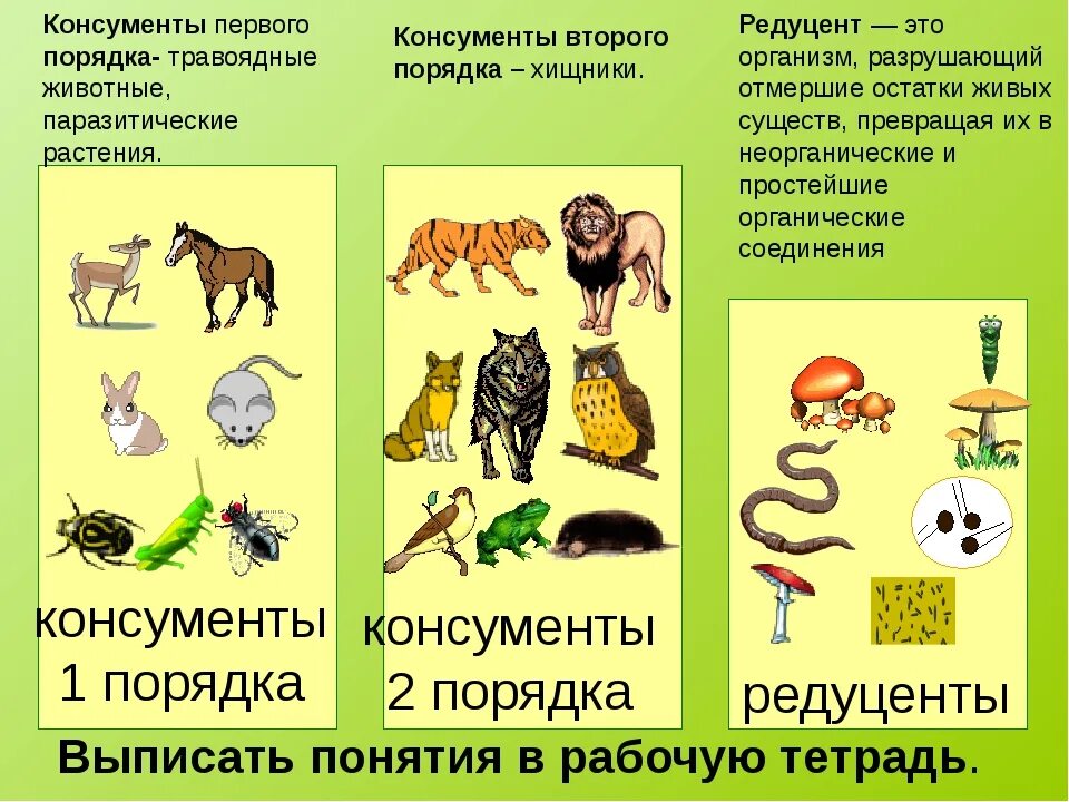 Какие из перечисленных организмов относятся к консументам