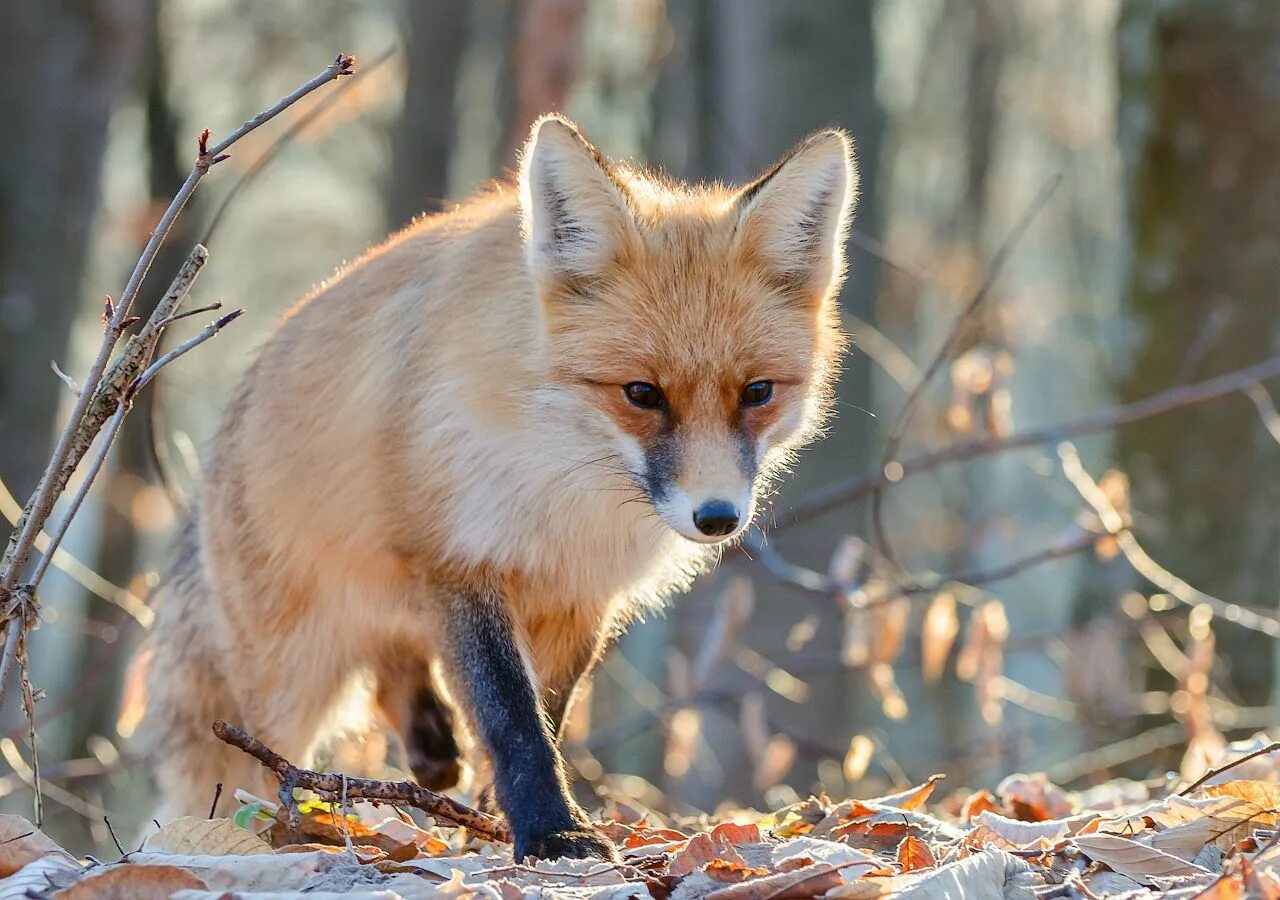 Широколиственные леса животные лиса. Животные на л. Лесные звери. Жители леса. Fox россия