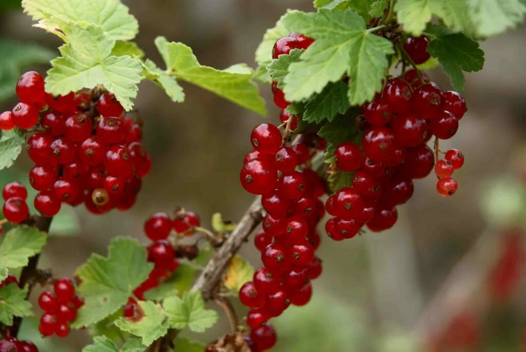 Смородина красная (ribes rubrum `rolan`). Красная смородина м. Смородина белая виксне. Смородина красная виксне. Смородина красная ровада.