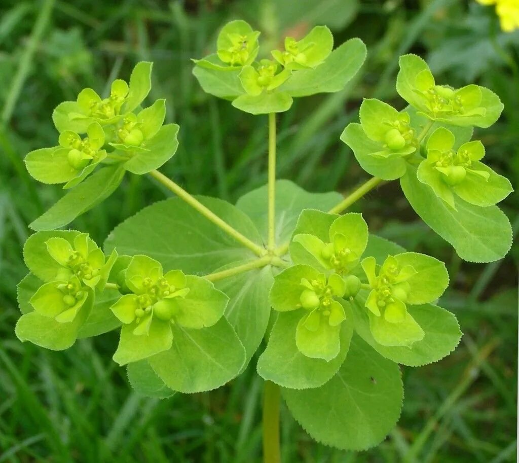 Сорняк молочай. Молочай солнцегляд (Euphorbia helioscopia l.). Молочай-солнцегляд (Euphórbia helioscópia). Молочай Жигулёвский (Euphorbia zhiguliensis). Molochnii solncegliad.