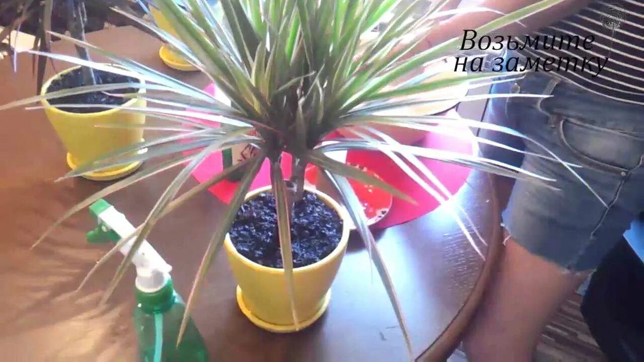 Драцена тонколистная. Полив пальмы. Драцена полив зимой. Драцена на подоконнике. Драцена полив.