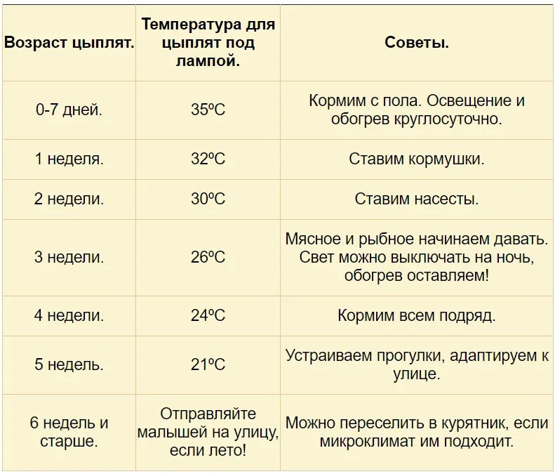 Температурный режим для цыплят бройлеров таблица. Температура в брудере для цыплят в первые дни таблица для бройлеров. Температура для цыплят несушек таблица. Температура для цыплят в первые дни таблица. Температурный режим при выращивании цыплят.