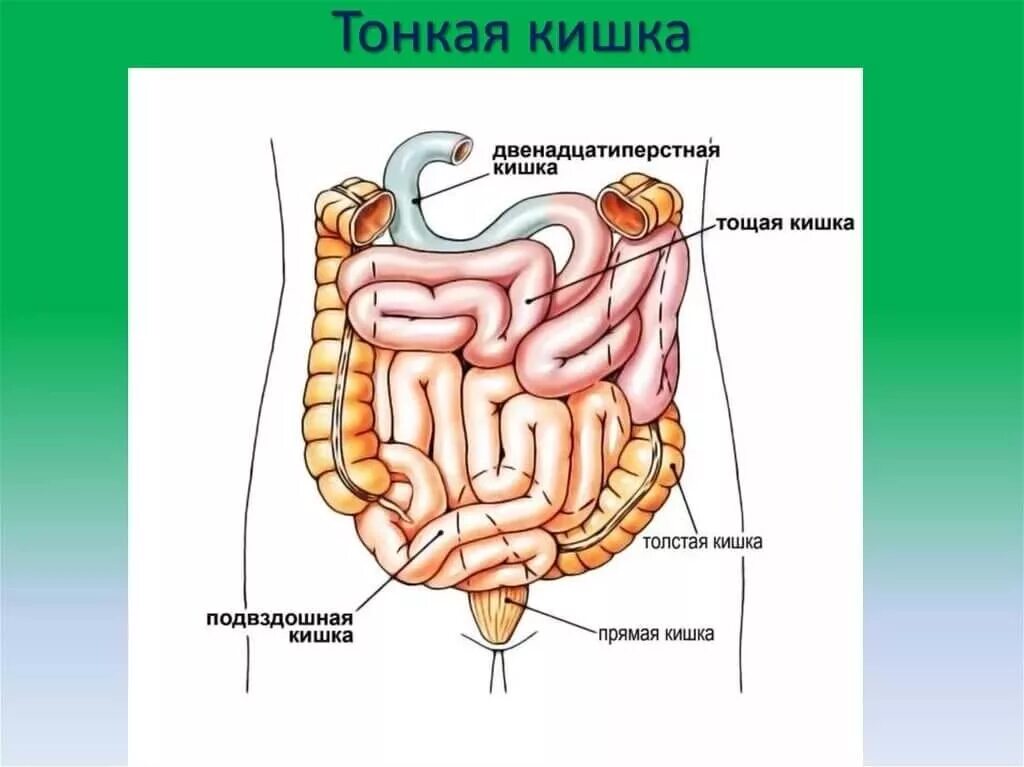 Тонкая кишка отделы строение. Хмс тонкая кишка. Тонкая кишка кишка строение. Строение тонкого кишечника человека. Хмс тонкая кишка.