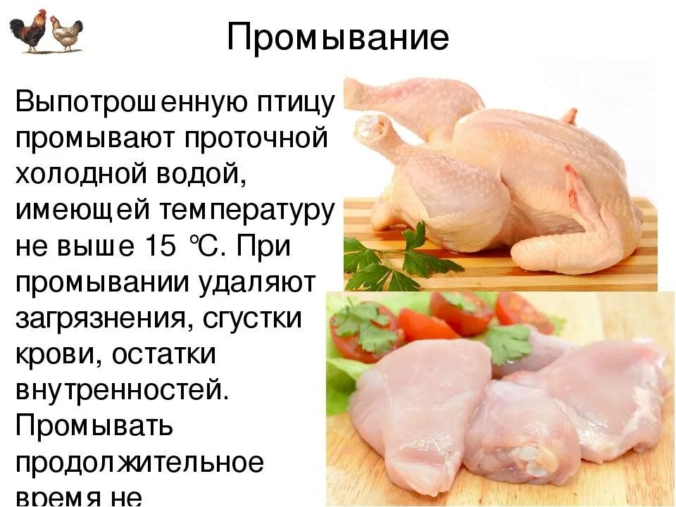 Обработка мяса птицы и дичи. Механическая кулинарная обработка мяса птицы. Механическая кулинарная обработка птицы и дичи.