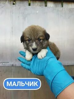 В добрые руки брянск